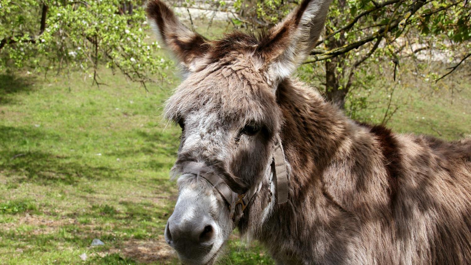 ein Esel