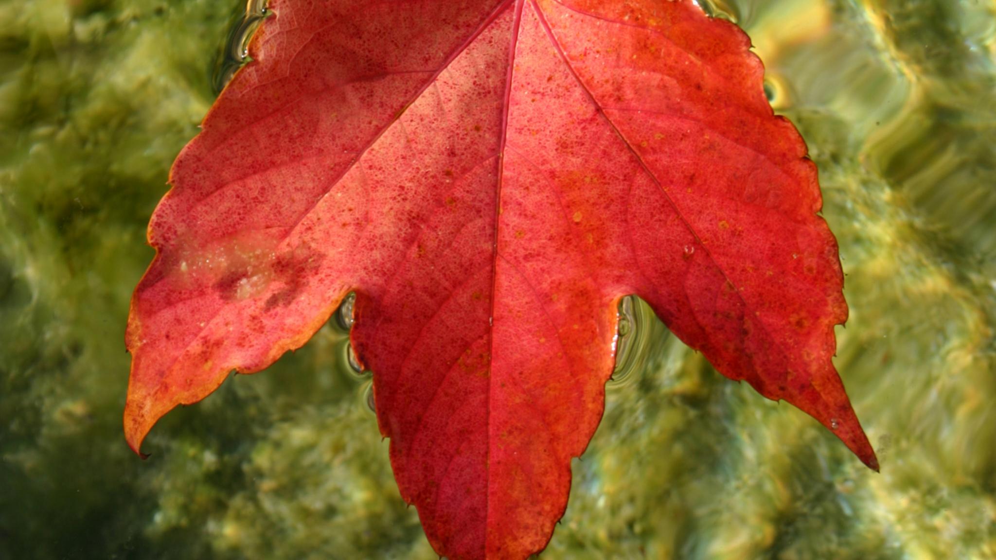 blatt_by_Christiane_Raabe_pfarrbriefservice