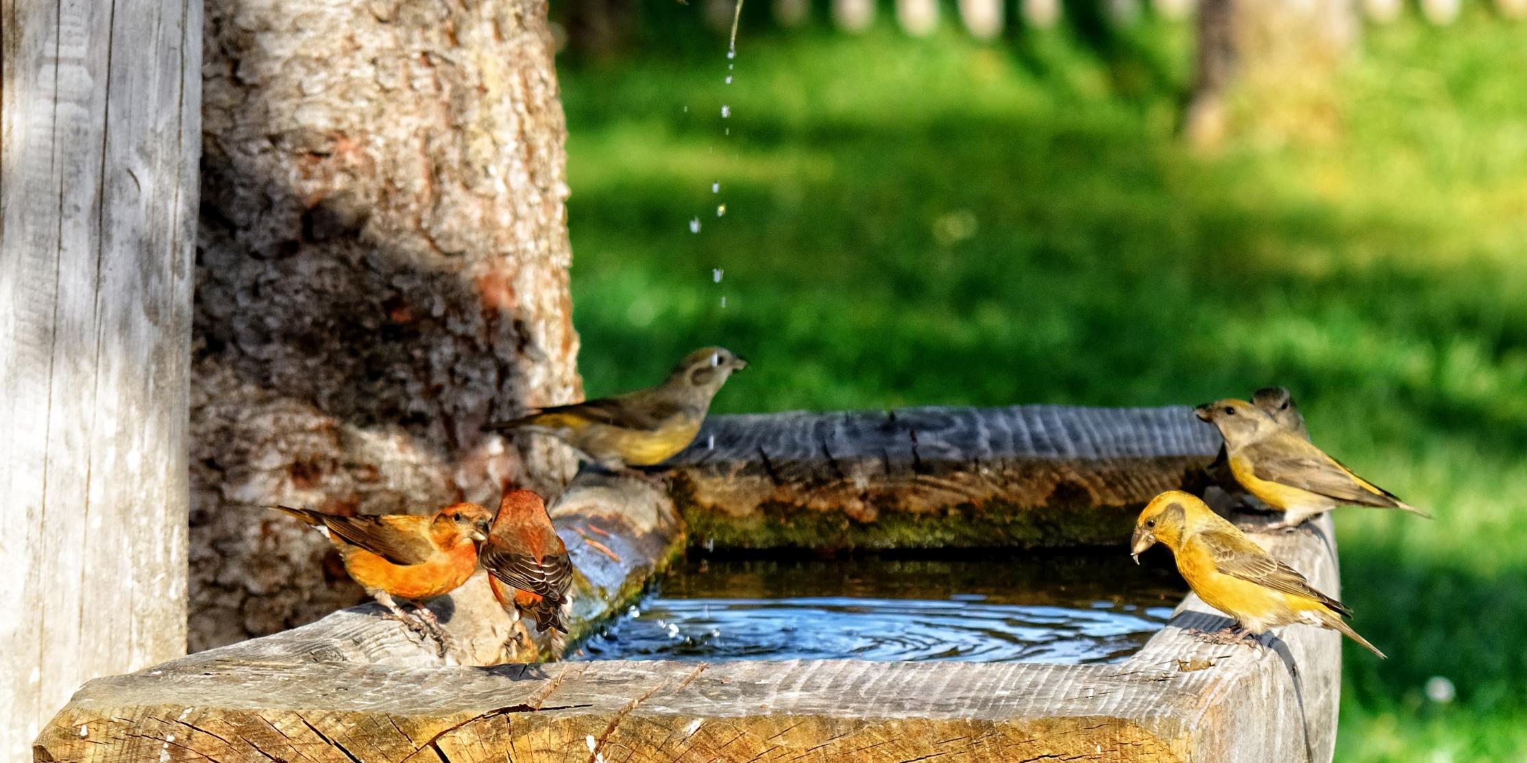 crossbills-1054625_by_antranias_cc0-gemeinfrei_pixabay_pfarrbriefservice (c) Antranias / cc0 – gemeinfrei / Quelle: pixabay.com crossbills-1054625_by_antranias_cc0-gemeinfrei_pixabay_pfarrbriefservice