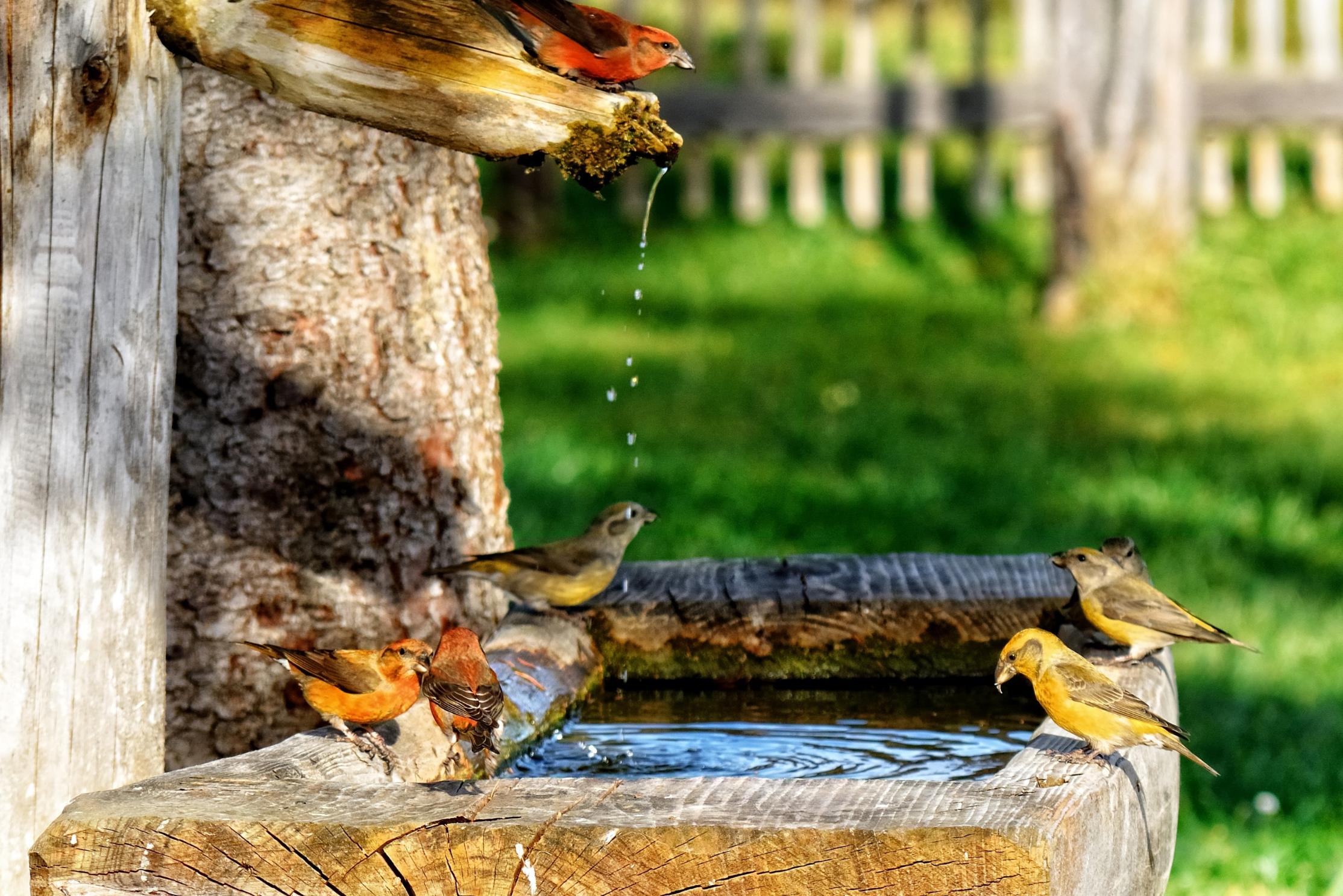 crossbills-1054625_by_antranias_cc0-gemeinfrei_pixabay_pfarrbriefservice