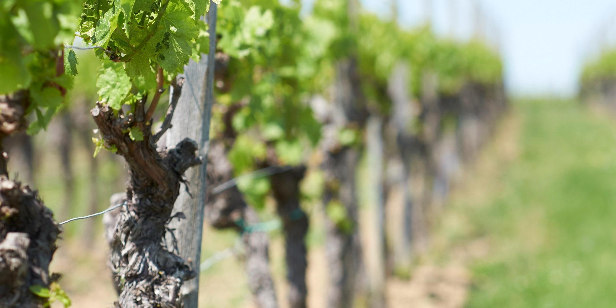 weinstoecke_by_andreas_kroener_pfarrbriefservice